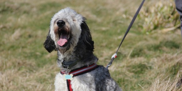 Murphy trying to eat the wind. He is not a terribly bright dog.