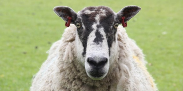 Speaking of terrifying, look at this demonic beast!